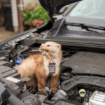 Ako sa zbaviť kuny pod kapotou auta?